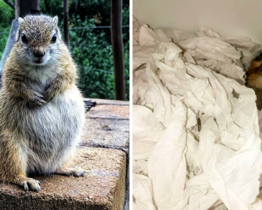 Wild Squirrel Made A Nest For Her Adorable Baby In Her Rescuer’s Drawer