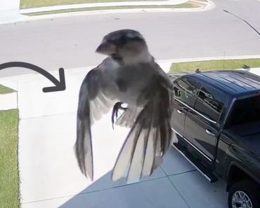 Bird’s Wings Get Perfectly Synced With Camera’s Frame Rate