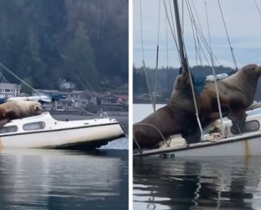 A Pair Of Enormous Sea Lions Borrow Someone’s Boat To Rest On It