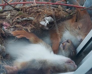 Guy Photographed A Adorable Little Squirrels Napping Just Outside His Window