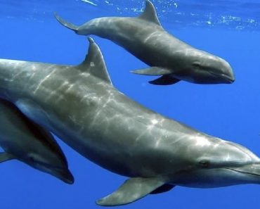 Kind-hearted Dolphin Mom Adopts A Baby Whale