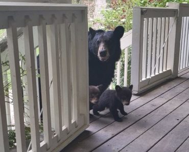 Man Makes Friends With A Bear Over The Years And Then She Brings Her Cubs To Meet Him