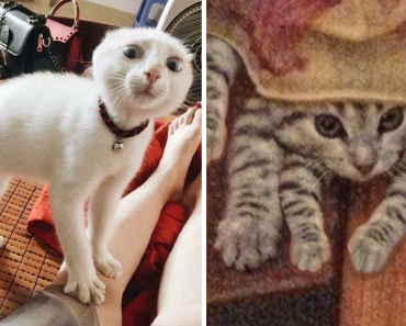 Cats Never Get Tired Of Trolling Humans And These Photos Will Prove It