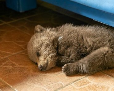 Man Adopts A Bear Cub To Save Its Life After It Wandered Into A Village