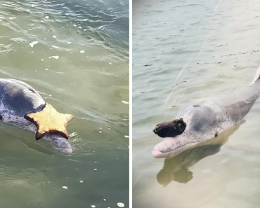 Adorable Humpback Dolphin Gets Gifts From The Bottom Of The Ocean To Receive Food In Exchange