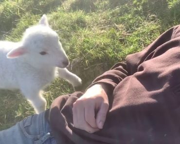 Adorable Little Lamb Politely Asks Owner To Pet Her
