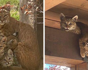 Woman Finds Mama Bobcat With Her Three Playful Kittens On Her Front Porch