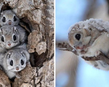 Japanese Flying Squirrel Is Possibly One Of The Cutest Animals In The World