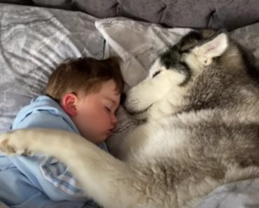 Husky Refuses To Get Out Of Bed Then Falls Asleep Cuddling With The Toddler