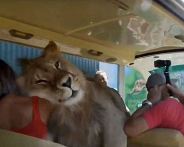Lion Climbed Onto Tourist Bus Seeking Cuddles And Attention