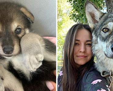 Wolf Dog Abandonded By Its Mother Grows Up With Human Family