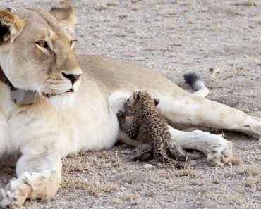 Lioness Adopted A Orphaned Baby Leopard After Losing Her Cubs