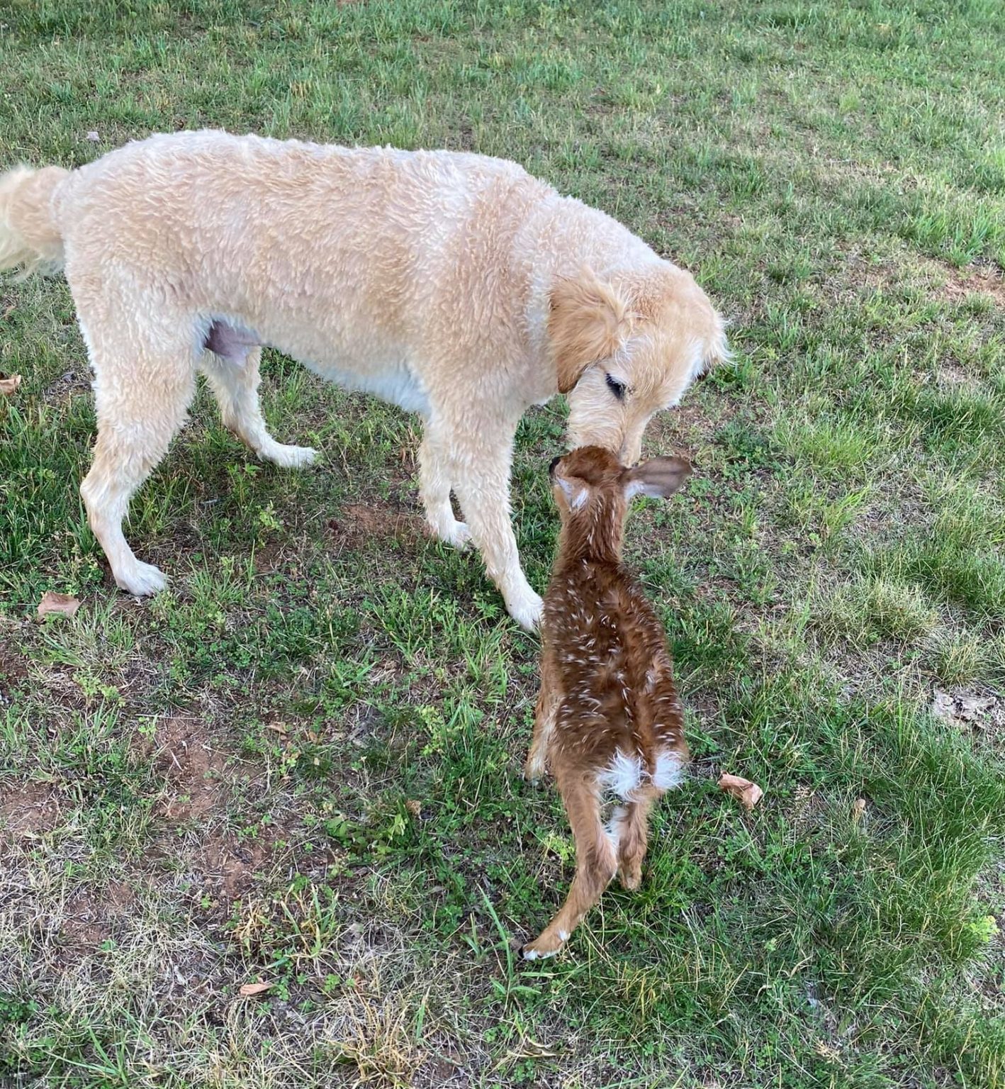 Dog Saves A Baby Deer From Drowning And Makes A New Friend