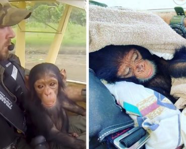 Adorable Rescued Baby Chimp Falls Asleep In Pilot’s Lap As They Fly To Safety