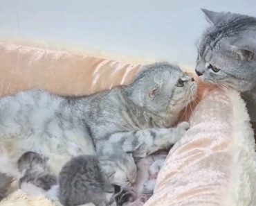 Papa Cat Meets His Newborn Kittens And Kisses Momma Cat