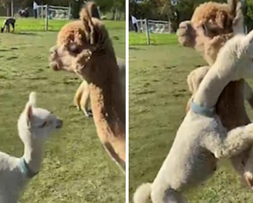 Adorable Moment A Baby Alpaca Runs Over And Give Mother A Big Hug