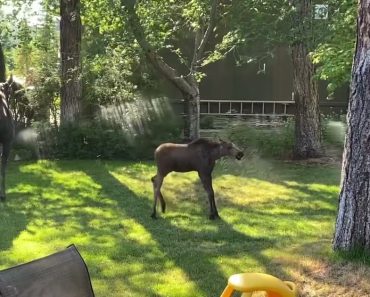 Woman Accidentally Gives Adorable Moose Family The Best Day Ever