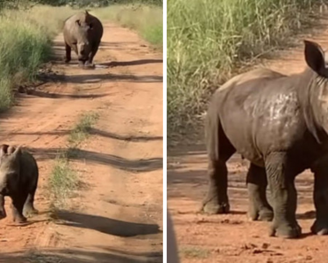 Adorable Baby Rhino Wants People To Know How Big And Tough He Is