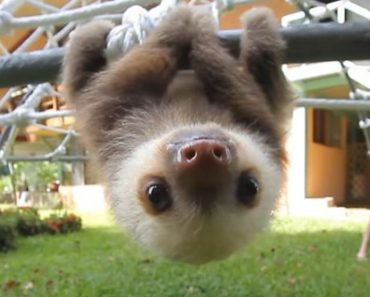 Rescued Adorable Baby Sloths Have A Conversation