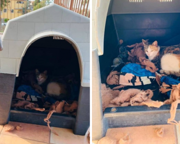 Sweet Pit Bull Invites Pregnant Stray Cat Into His House To Have Her Babies