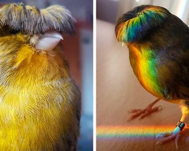 Meet Barry The Canary, The Bird With A Bowl Feather Cut