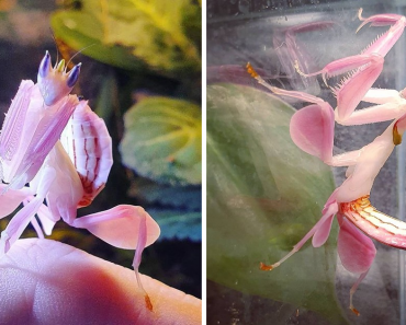 Orchid Mantis – The Beautiful Bug That Looks Just Like A Flower