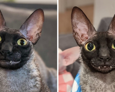 Meet Pixel – The Adorable Fuzzy Cat With A Nice Smile