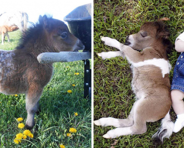 Adorable Miniature Horse – And Yes, They Are Fully Grown!