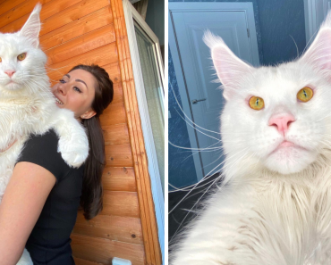 The Beauty Of The Fluffy White Maine Coon Kefir