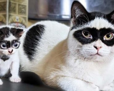Meet Zorro – The Father Cat Who Has A Lookalike Baby Kitten