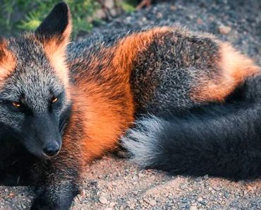 Photographer Captured The Beauty Of A Unique Orange And Black Fox