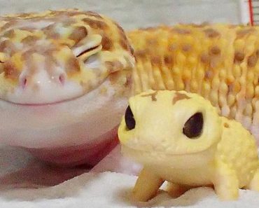 This Gecko Can’t Stop Smiling When He’s Around His Toy Gecko