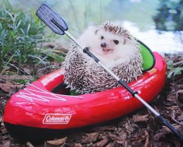 These Images Of “Tiny Hedgehog Goes Camping”, Are So Adorable