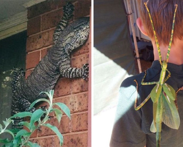 Australia Is The Land Of ‘Nope’, And Here Are 21 Animal Pictures Proving It