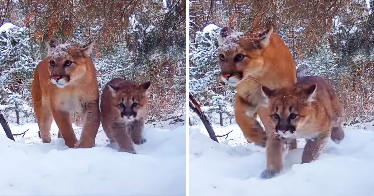 Trail Camera Catches A Female Mountain Lion And Her Adorable Cub