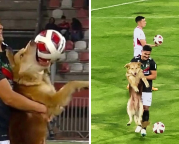 Playful Dog Storms Soccer Field And Tries To Make Off With The Ball