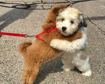 Puppy Best Friends Greet One Another With A Hug