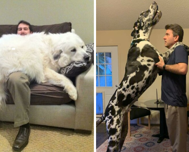 Dogs Who Don’t Understand How BIG They Are