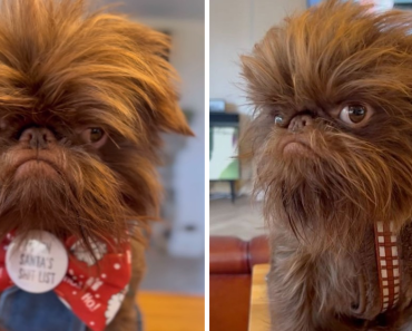 This Dog Looks Like Real-Life Chewbacca