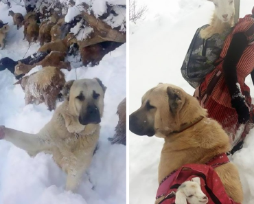 This Girl And Her Dog Saved A Mother Goat And Her Baby