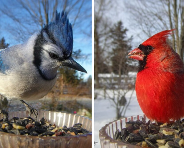 Woman Put a Camera On Bird Feeder In Her Yard, These Are The Pictures It Has Caught