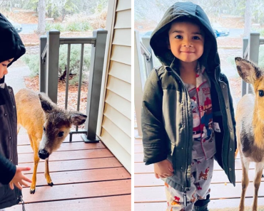 4 Year Old Boy Goes Out To Play And Brings Home A Baby Deer He Befriended