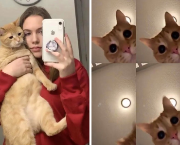 Girl Captured A Video Of Her Cat Dancing