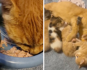 Mama Cat Adopts A Mouse As A Part Of Her Newest Litter