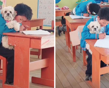 Student Going Through Hardships Asks Teacher If He Can Bring His Dog To School