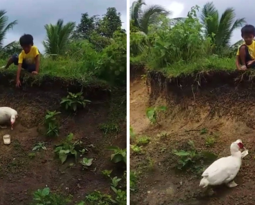 Little Boy’s Slipper Falls Down A Hill And A Duck Retrieves It