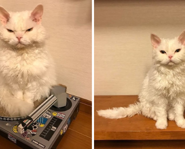 Meet Chirico, A Cat Whose Facial Expressions Make Her Look Like She’s Always Judging Others 