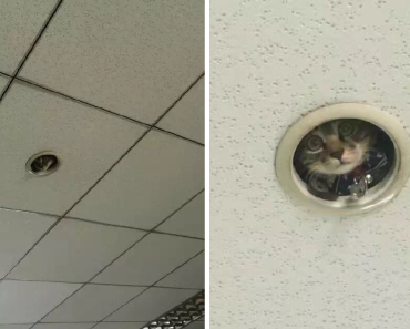 Office Workers Realized Someone Was Spying On Them From The Ceiling