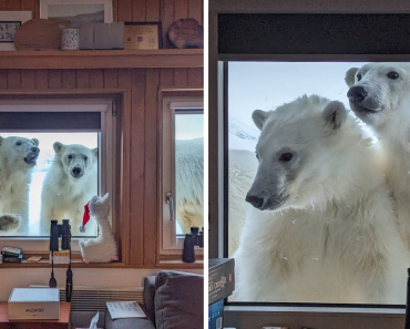Arctic Researchers Got Surprised By Polar Bear Visitors While Making Breakfast