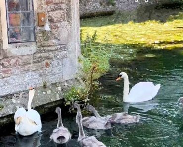 Bishop Palace Swans Ring The Palace’s Bells Whenever They Want Treats